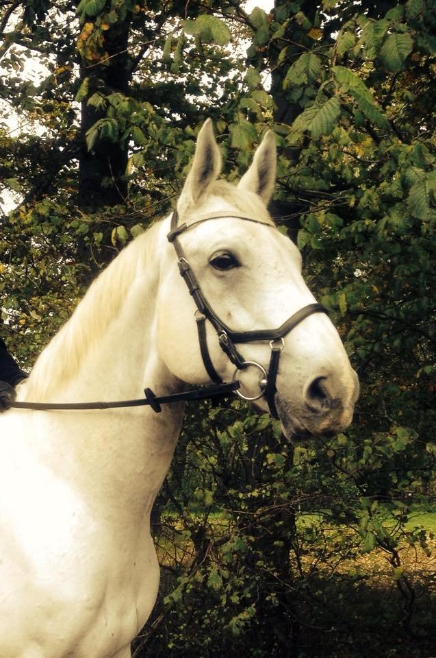 Anden særlig race Troldmoses Umberto - Køn hest altså! billede 8
