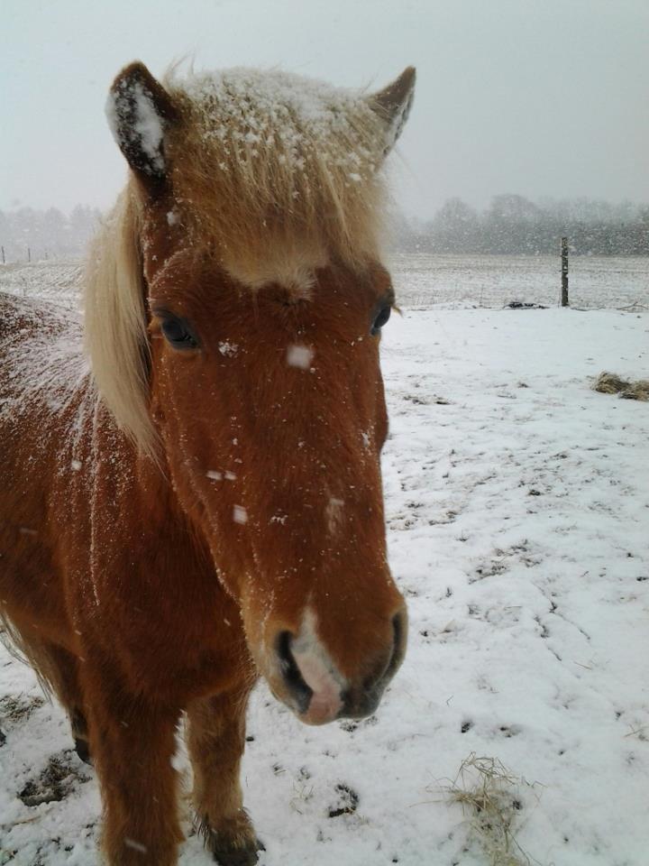 Islænder Laufi fra Carlsminde - Et dejligt vinter billed<3 billede 3