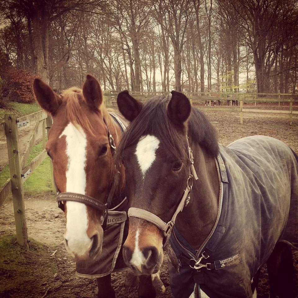 Dansk Varmblod Lester Estelle - November 14. billede 5