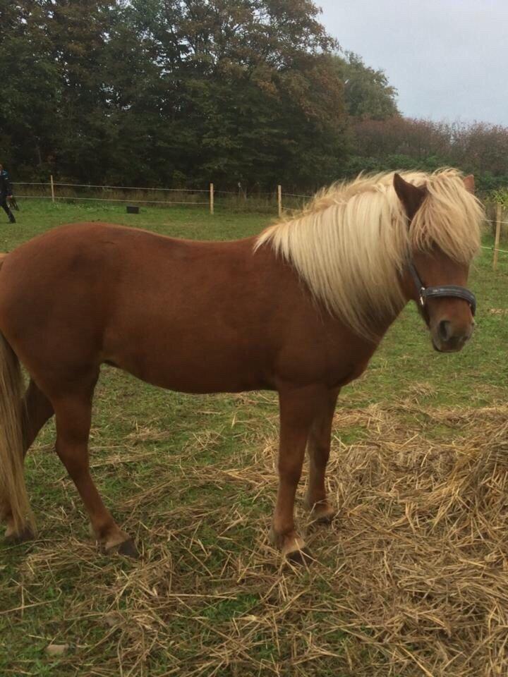 Islænder Tatá fra tågehuse billede 9