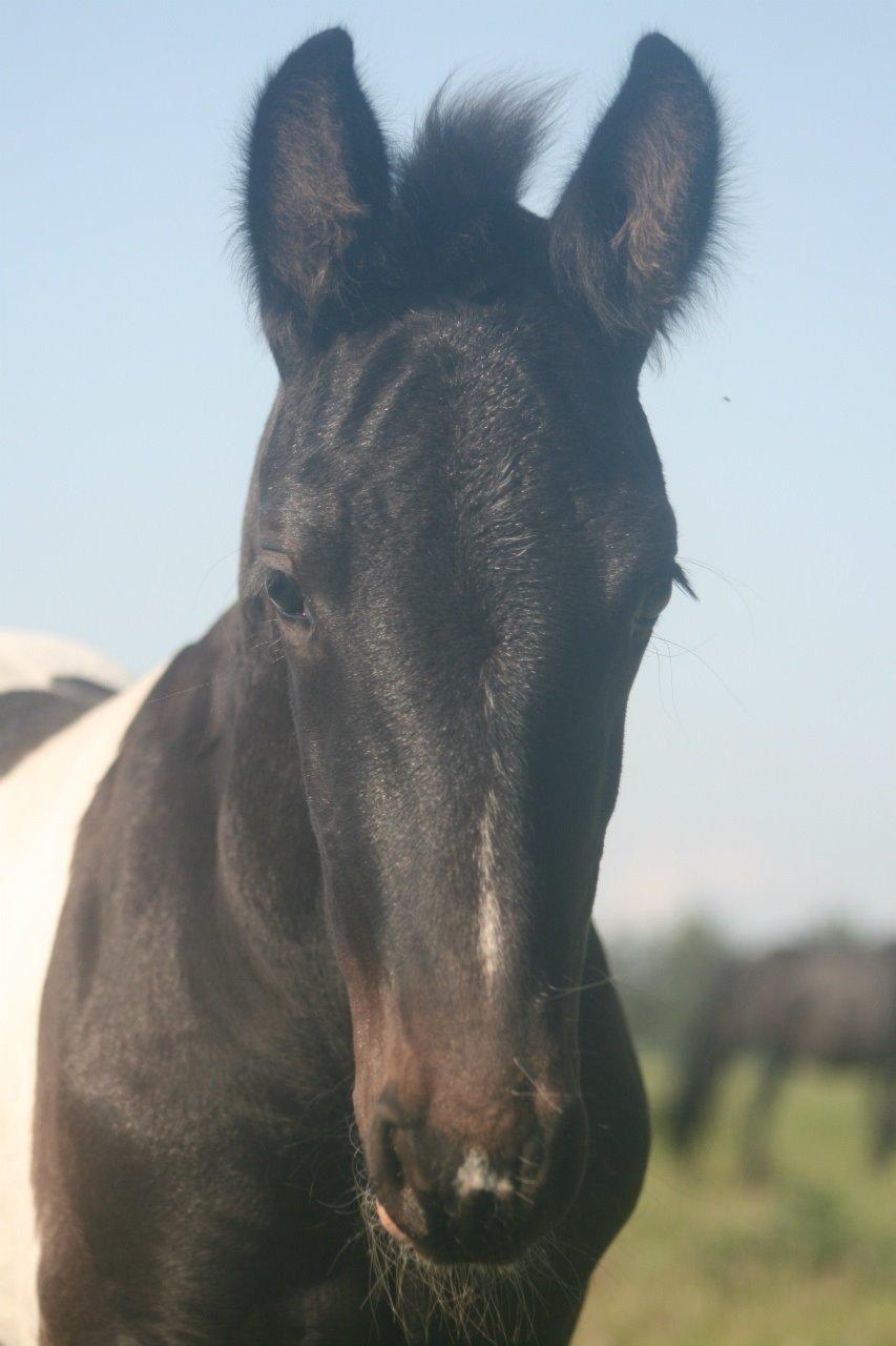 Barockpinto Hc-Horses Opposites Playboy billede 10