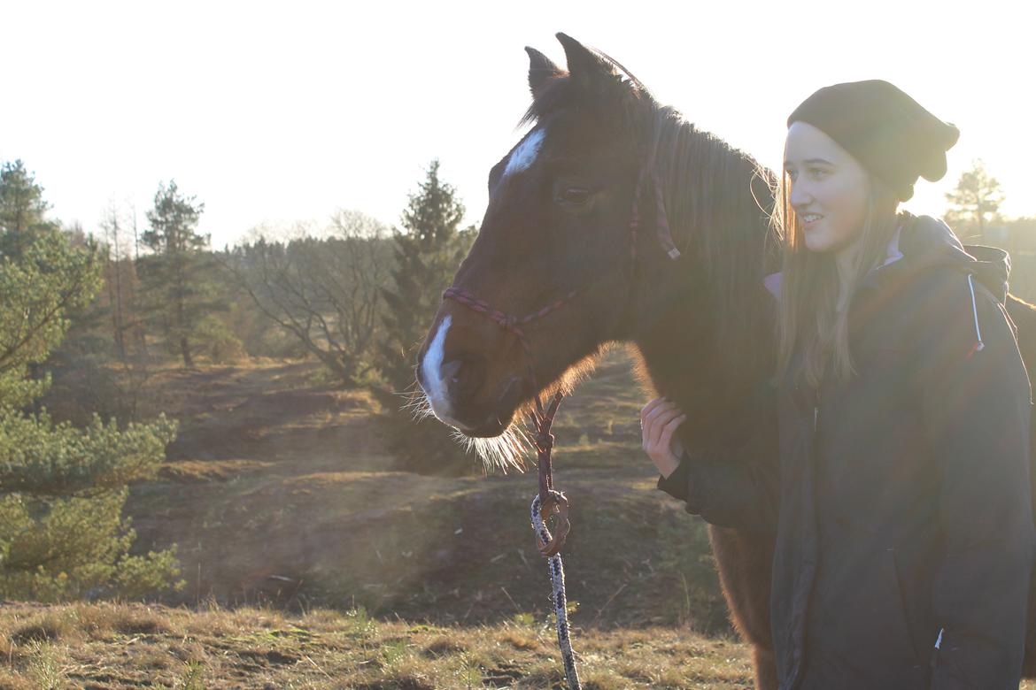 Anden særlig race Castor billede 20