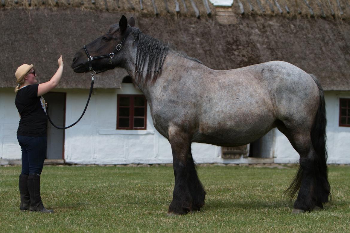 Belgier Gunilla billede 5