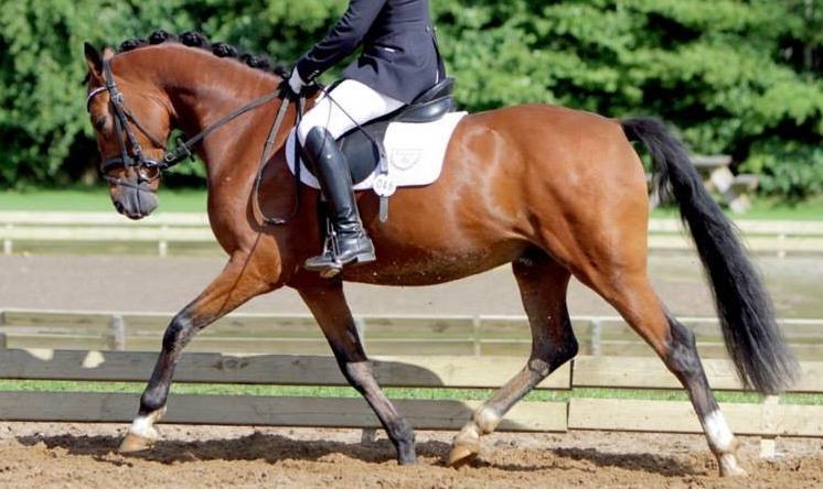 DSP Røgild's Florenzio billede 5