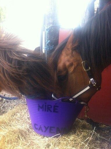 Shetlænder Bølle Bob - Bølle og Mire på vej til løb : ) billede 10