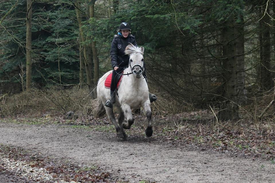 Fjordhest HESSELBERGS HELIOS - en frisk hest på tur i skoven januar 2015 Foto: mathilde h billede 12