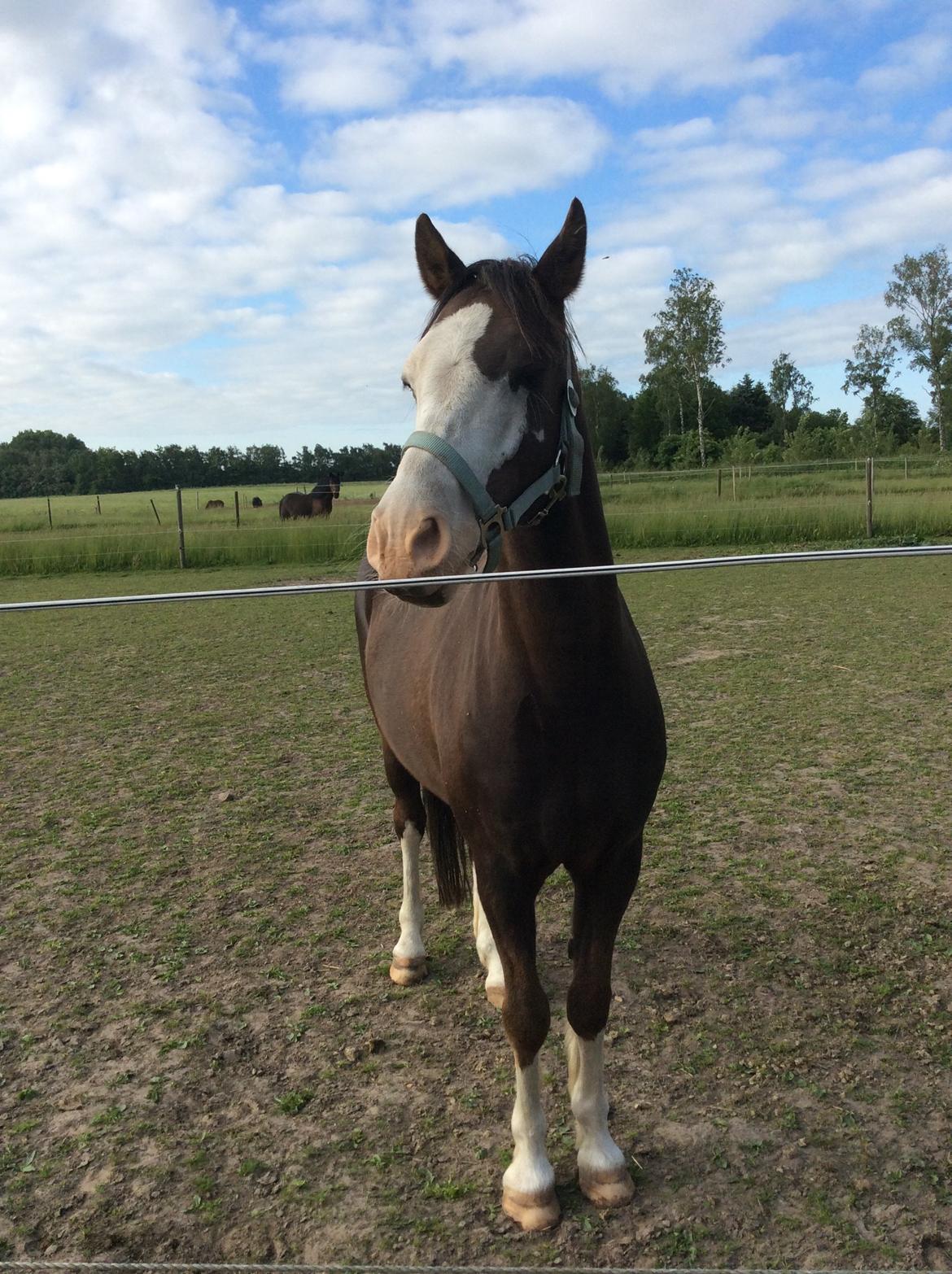 Welsh Pony (sec B) Wonder billede 5