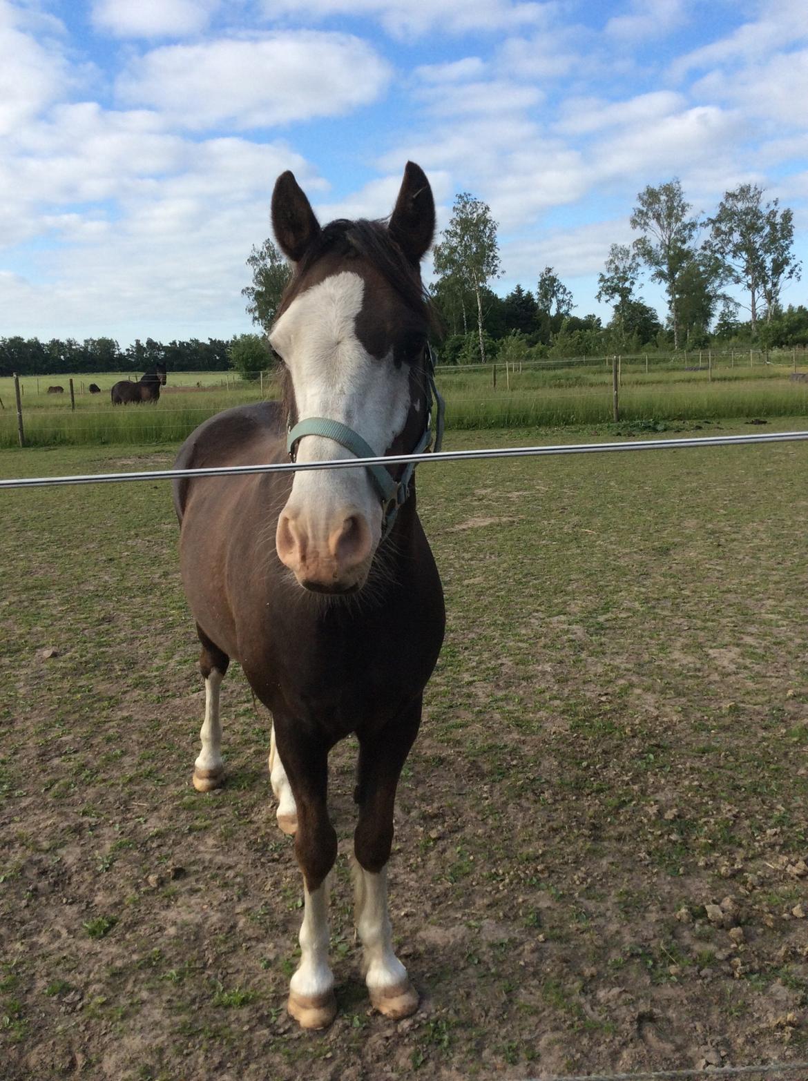 Welsh Pony (sec B) Wonder billede 4