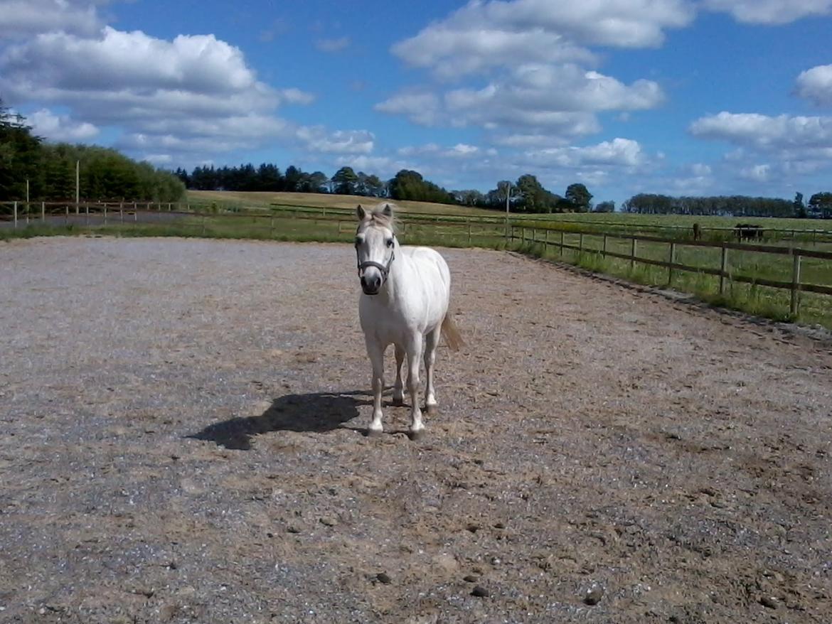 Welsh Mountain (sec A) Rosso Bianco - Sødeste ponydyr <3 billede 12