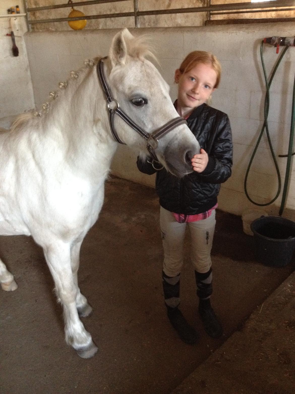 Welsh Mountain (sec A) Rosso Bianco - pony flette billede 3