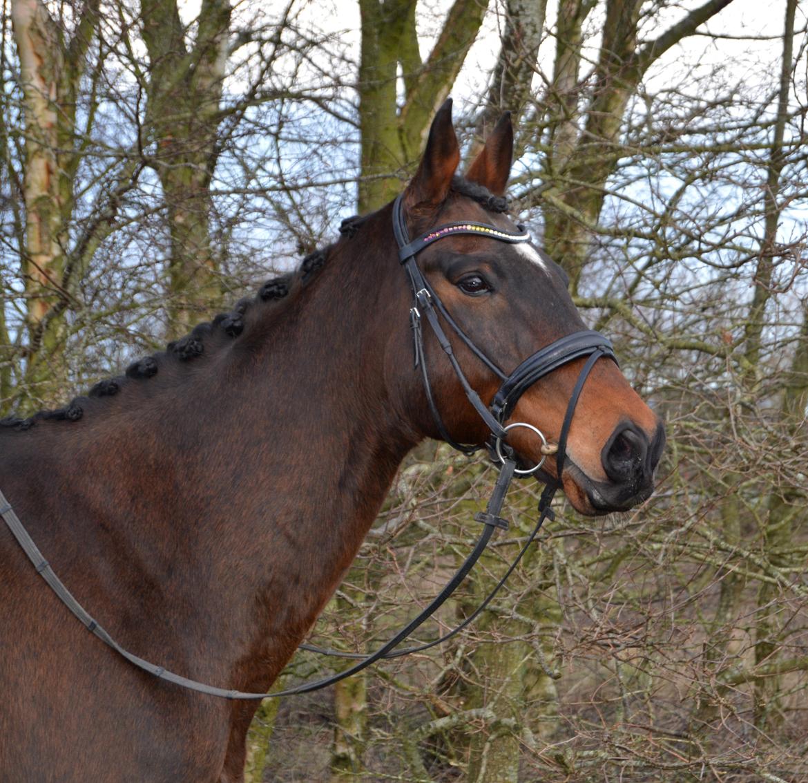 Dansk Varmblod Ni-ChAn´s Marquis-Acheron billede 1