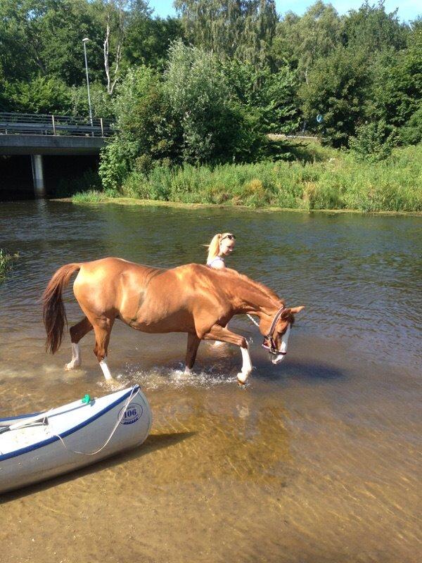 DSP Flicha billede 4