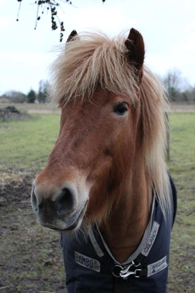 Islænder Glóa fra Lundhede billede 17