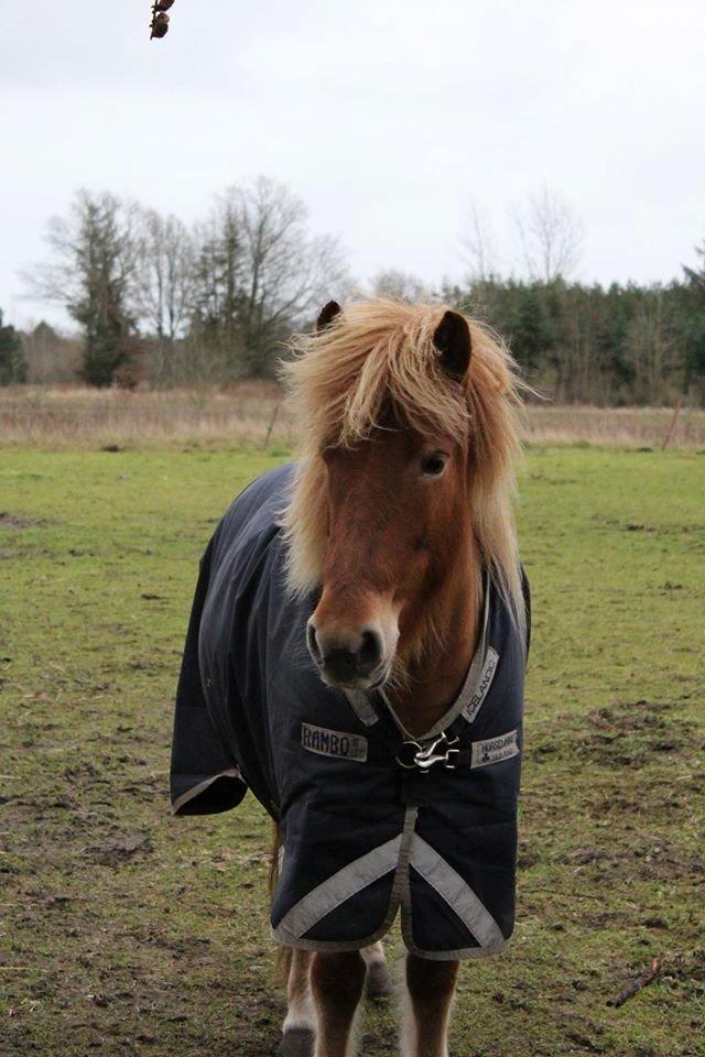 Islænder Glóa fra Lundhede billede 2