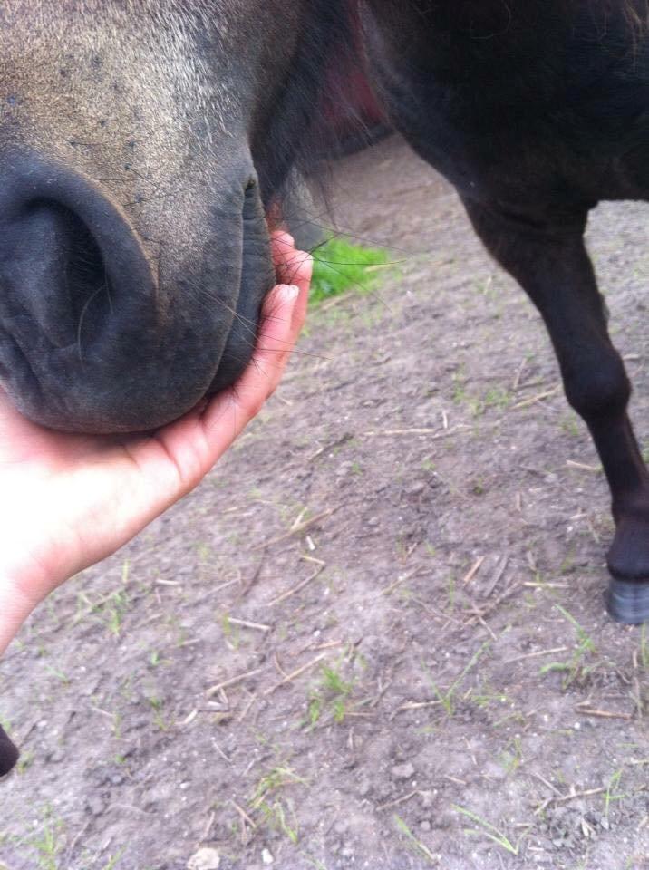 Shetlænder Lara mini-shetter - Bette mule <3 billede 22