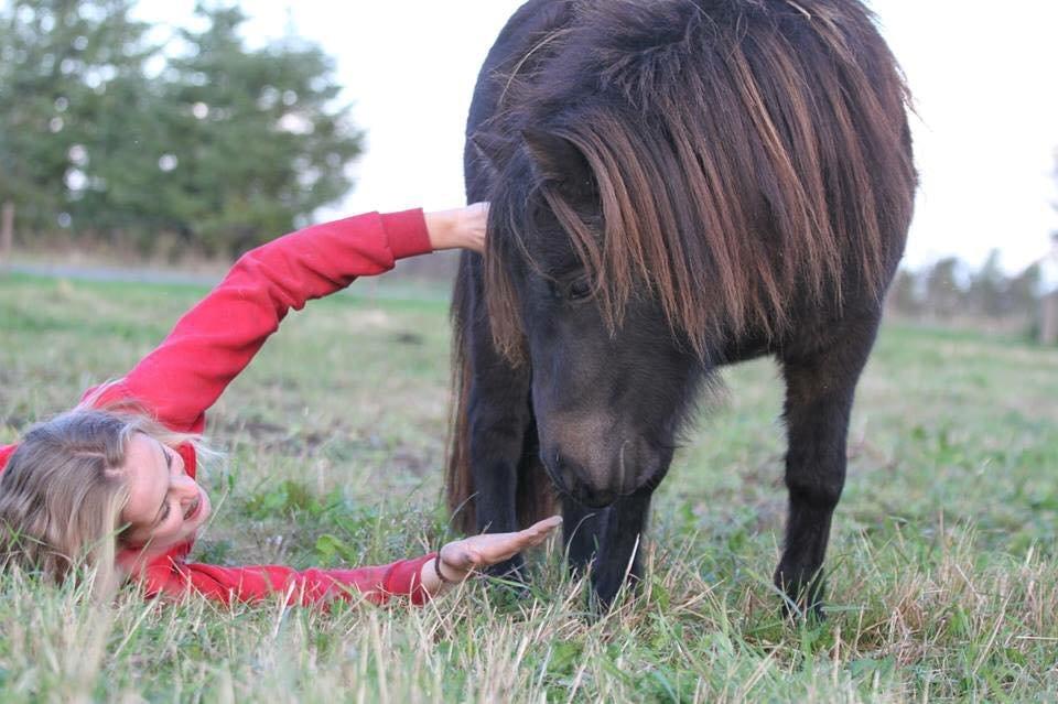 Shetlænder Lara mini-shetter - Velkommen til lille Lara <3 billede 1