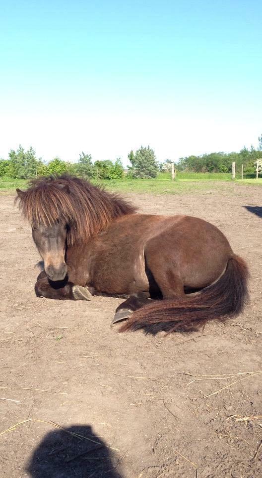 Shetlænder Lara mini-shetter - Sommer 2014 billede 3