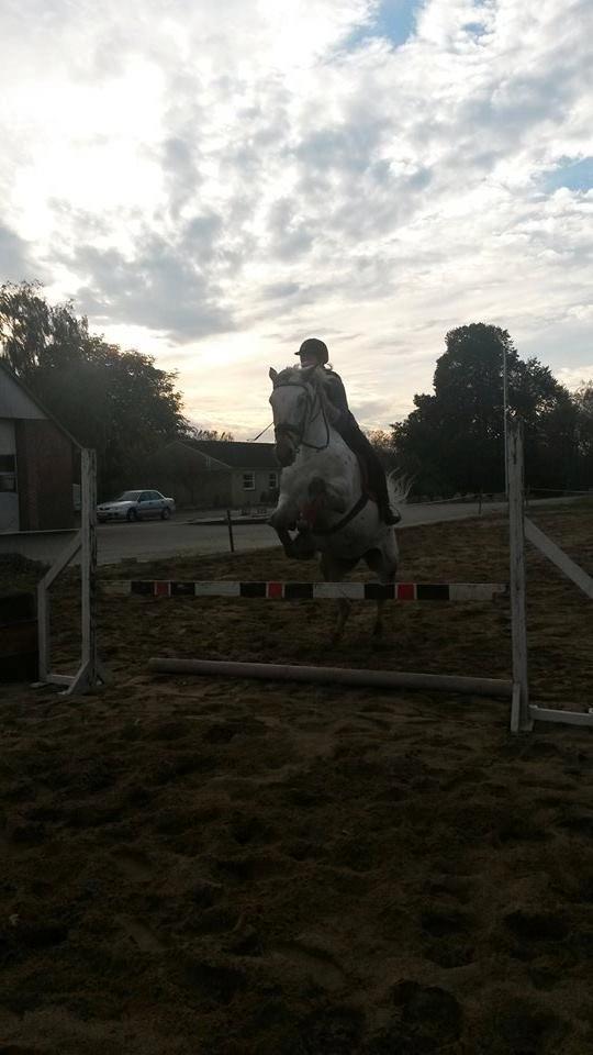 Knabstrupper Friis' Petrea billede 8