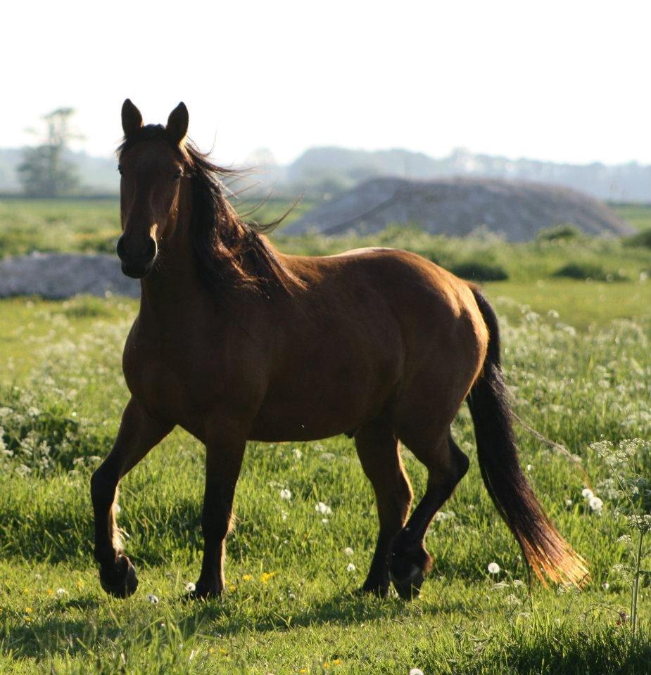 Anden særlig race Gladstone Gander billede 5