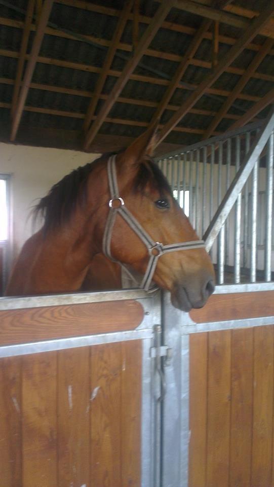 Anden særlig race Gladstone Gander billede 4