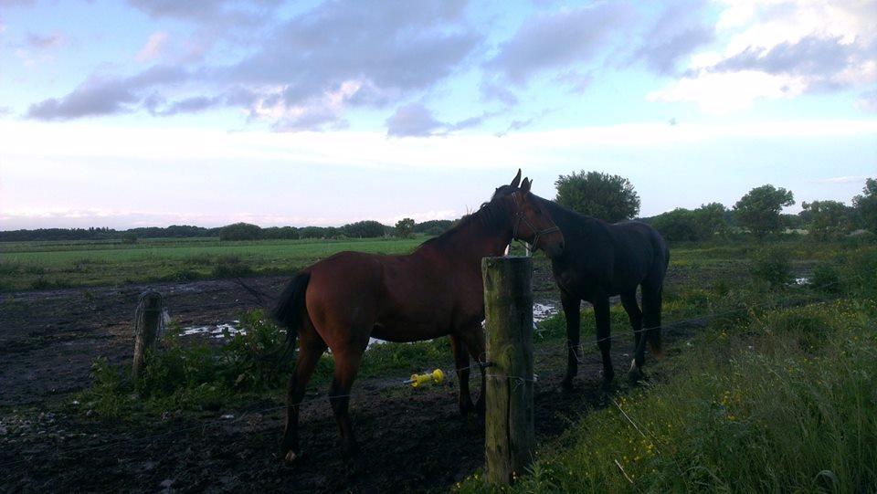 Anden særlig race Gladstone Gander billede 6