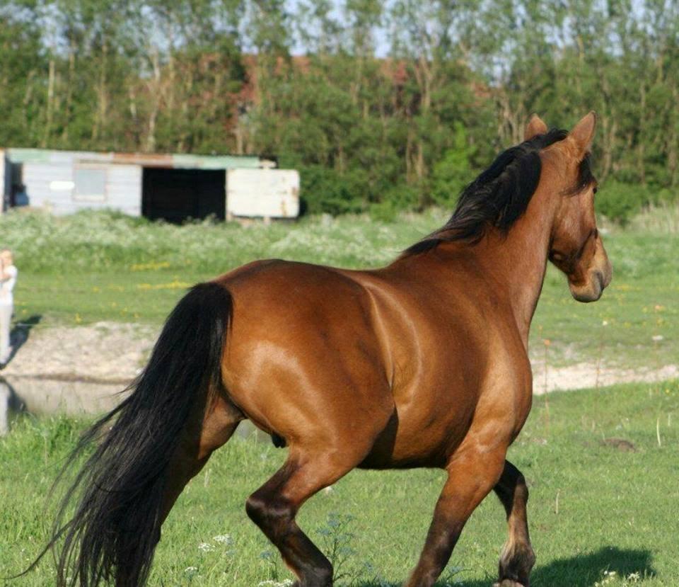 Anden særlig race Gladstone Gander billede 7