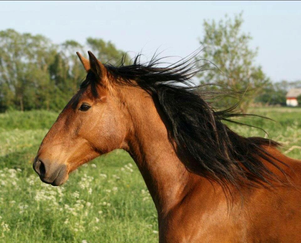 Anden særlig race Gladstone Gander billede 2