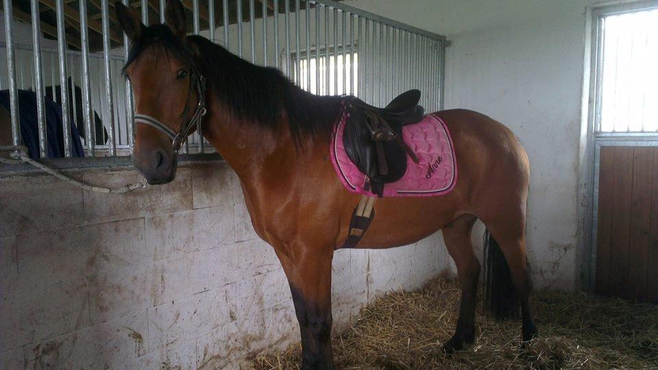 Anden særlig race Gladstone Gander billede 3