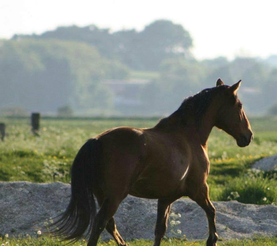 Anden særlig race Gladstone Gander billede 8