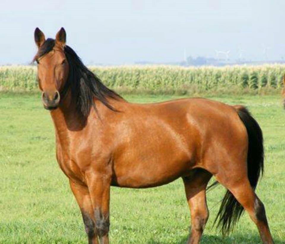 Anden særlig race Gladstone Gander billede 1