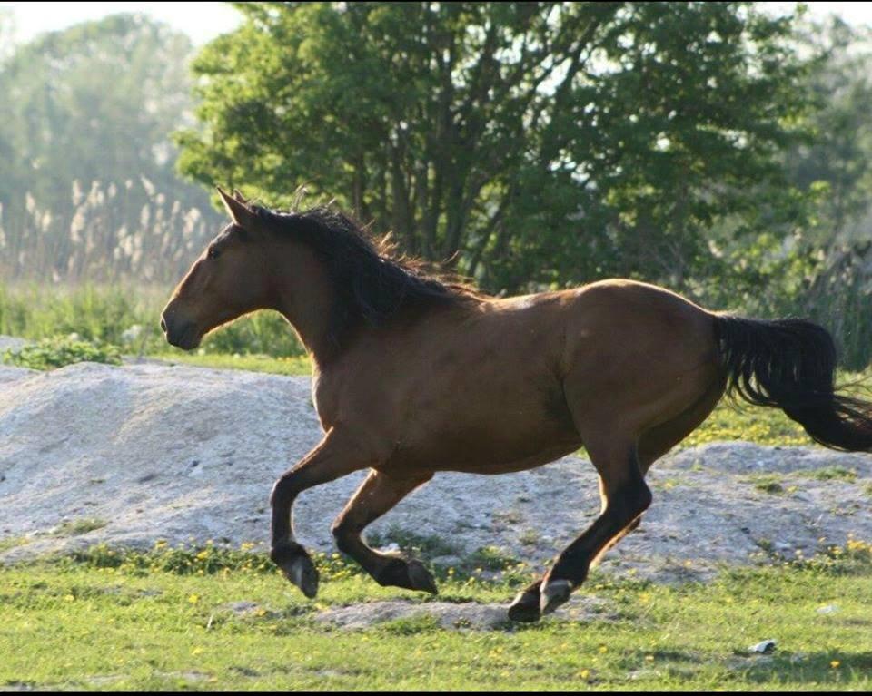 Anden særlig race Gladstone Gander billede 9