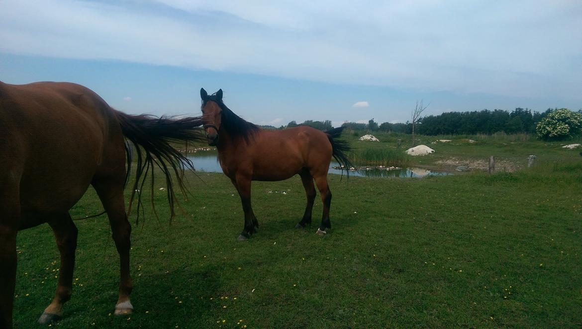 Anden særlig race Gladstone Gander billede 10