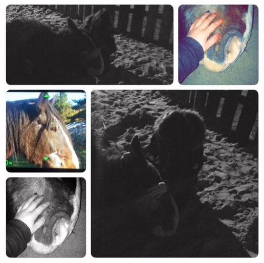 Shire Trigger!<3 - R.I.P  20. Januar 2015  01:48 slog hans hjerte en sidste gang..:'( <3 billede 3