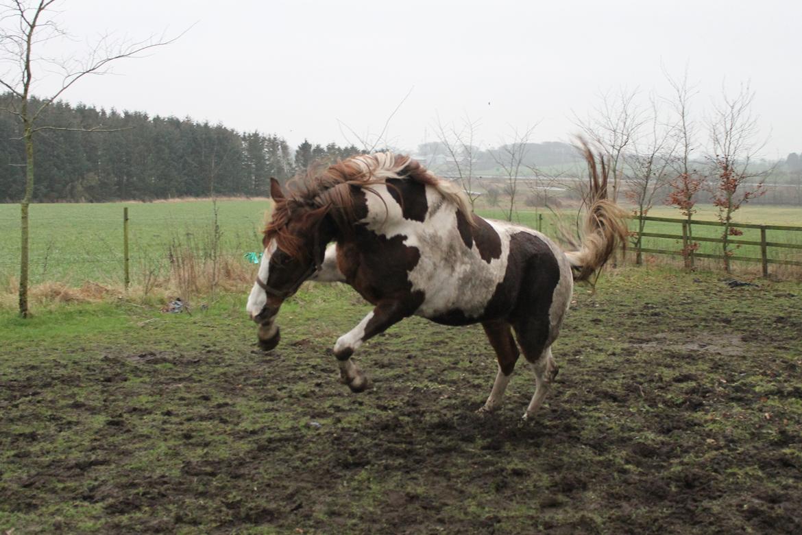 Pinto | Lulu - Min vilde hest :-) billede 5