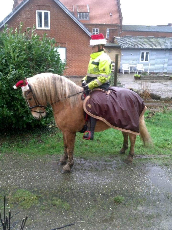 Haflinger Nyrups stjerne. (Walle) billede 7