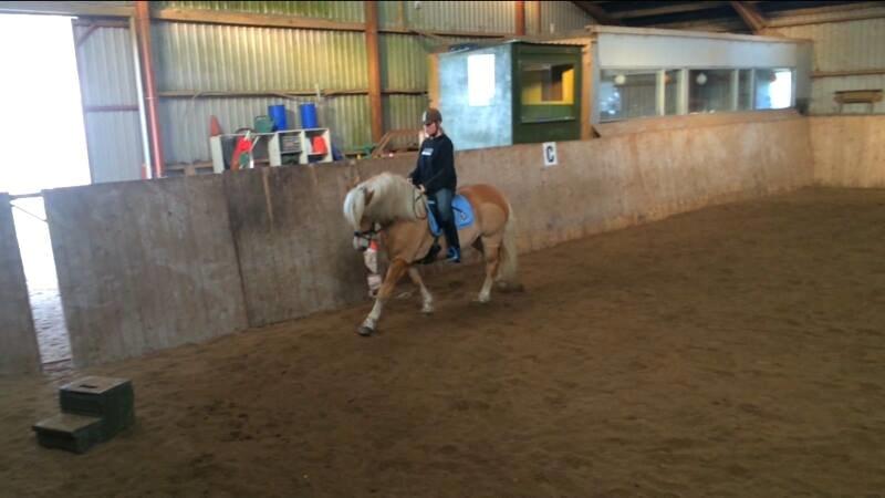 Haflinger Nyrups stjerne. (Walle) billede 8