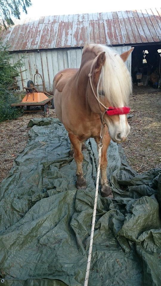 Haflinger Nyrups stjerne. (Walle) billede 5