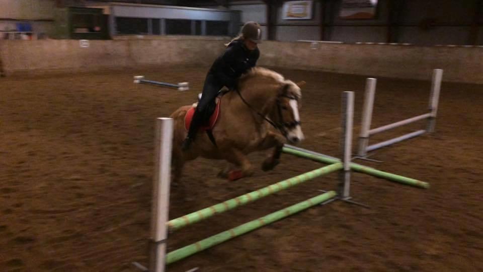 Haflinger Nyrups stjerne. (Walle) billede 10