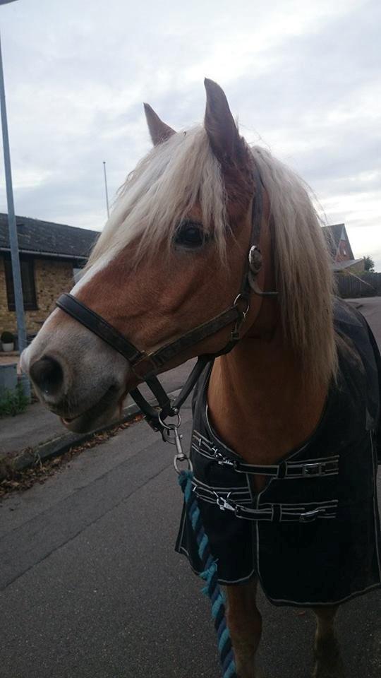 Haflinger Nyrups stjerne. (Walle) billede 9