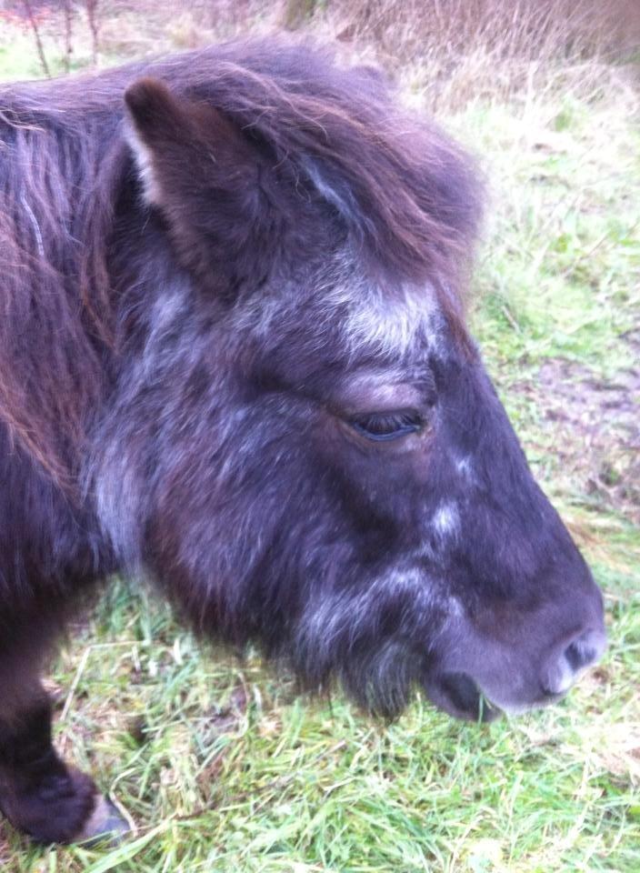 Anden særlig race stella aka madam :D - 22 år - stadig smuk :D billede 21