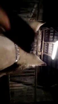 Nordsvensk Skovhest isabella billede 13