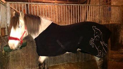 Nordsvensk Skovhest isabella billede 16