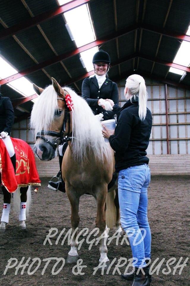 Haflinger Angelique<3 billede 16