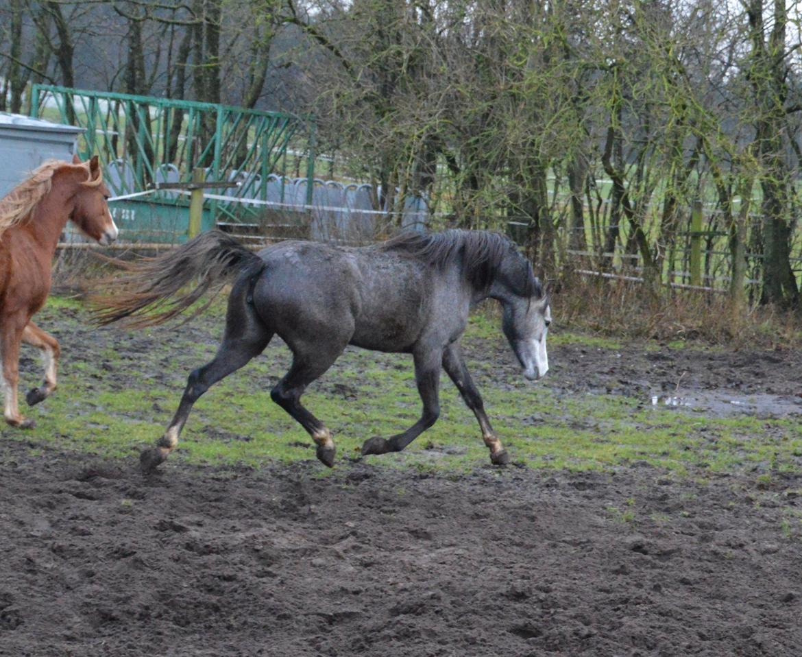 Welsh Pony (sec B) Bjerregårds Casia billede 6