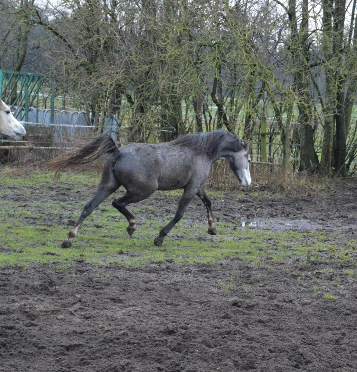 Welsh Pony (sec B) Bjerregårds Casia billede 7