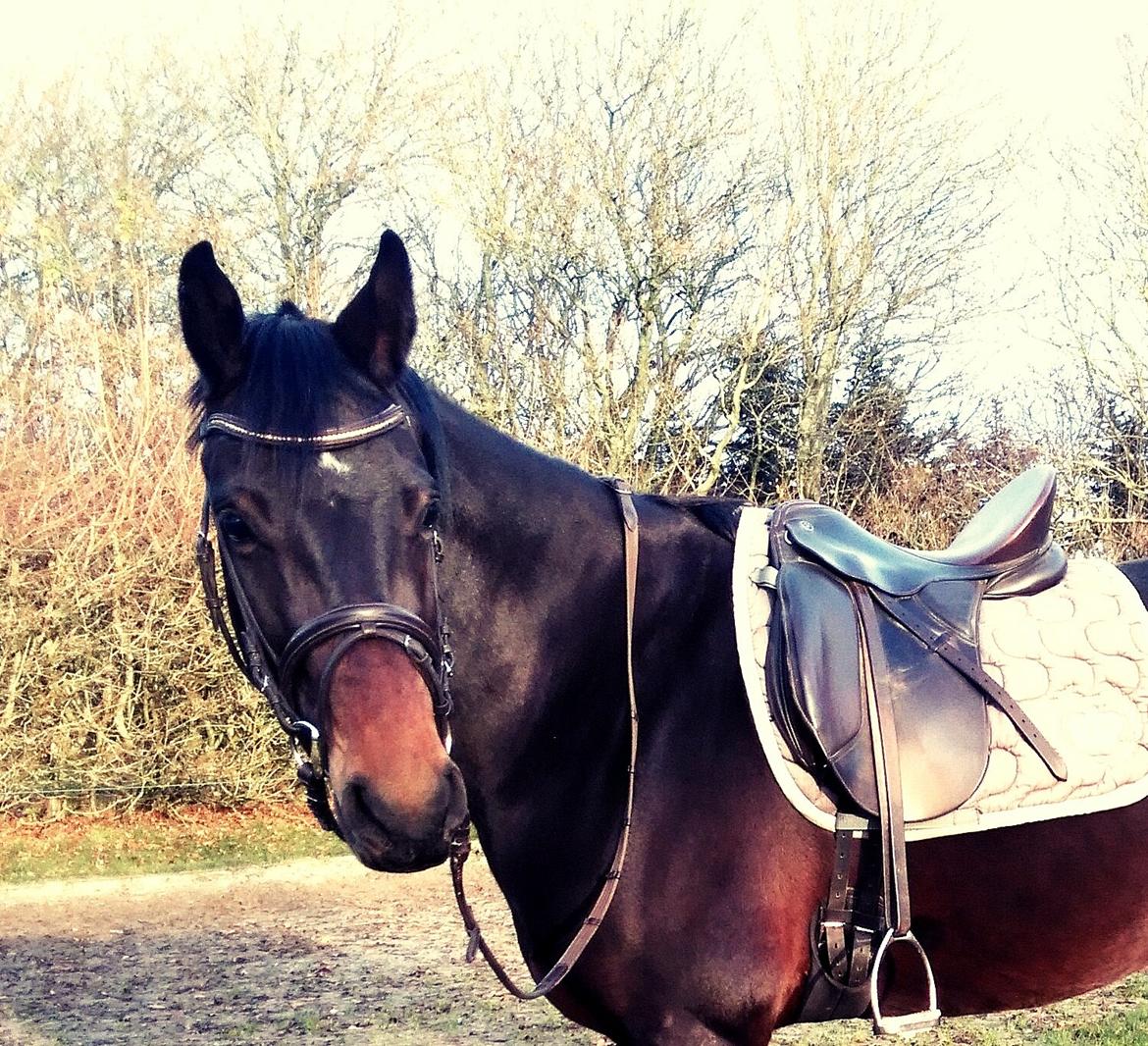 Dansk Varmblod Rangstrupgårdes Dipsy billede 16