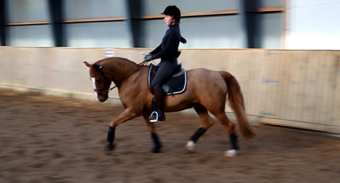 Tysk Sportspony Bogøs Nemo - Sidste ridetur på pony prinsen inden han blev solgt <3 Februar 2014 billede 32