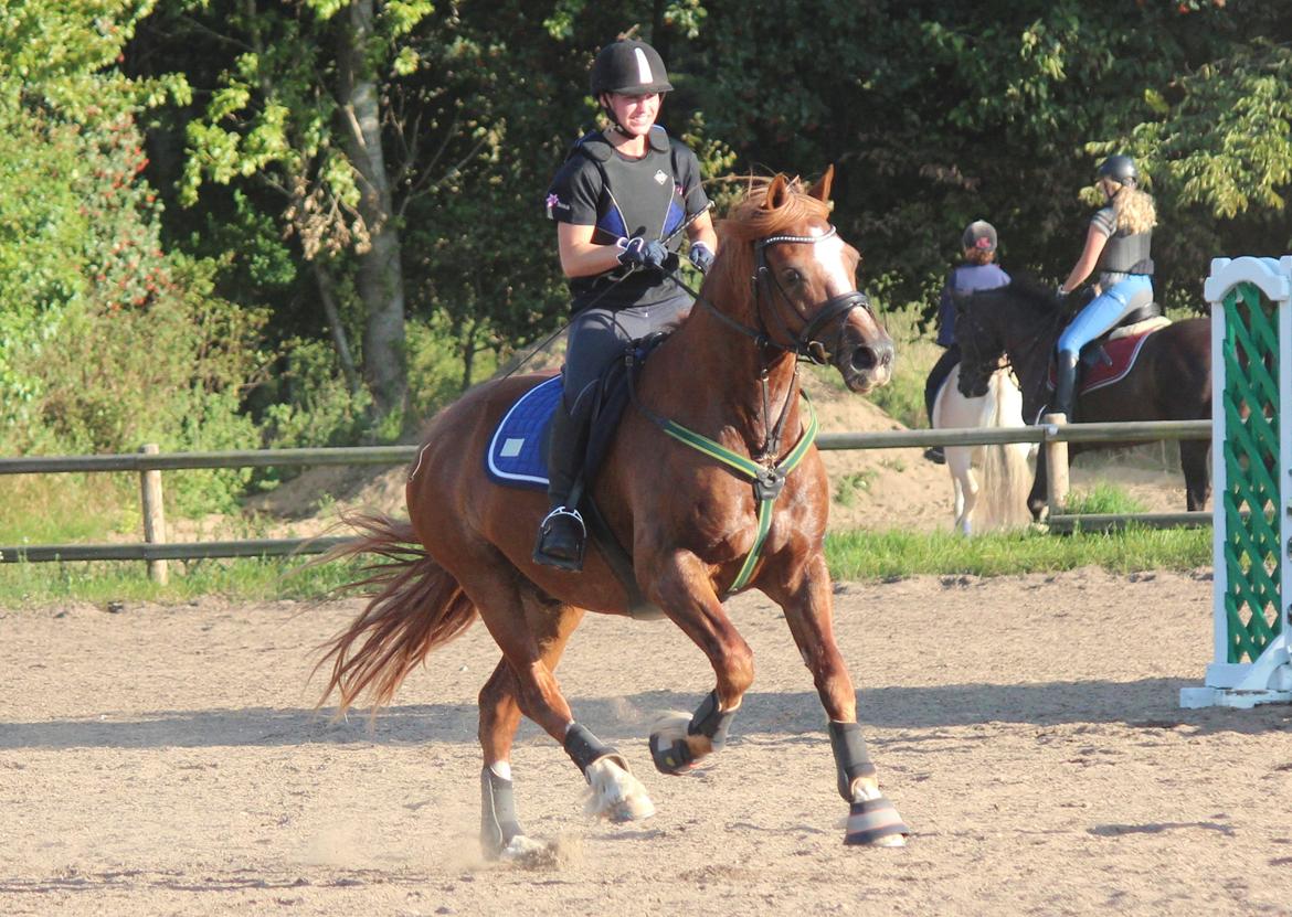 Welsh Cob (sec D) Valhallas Lord Matrafal billede 48