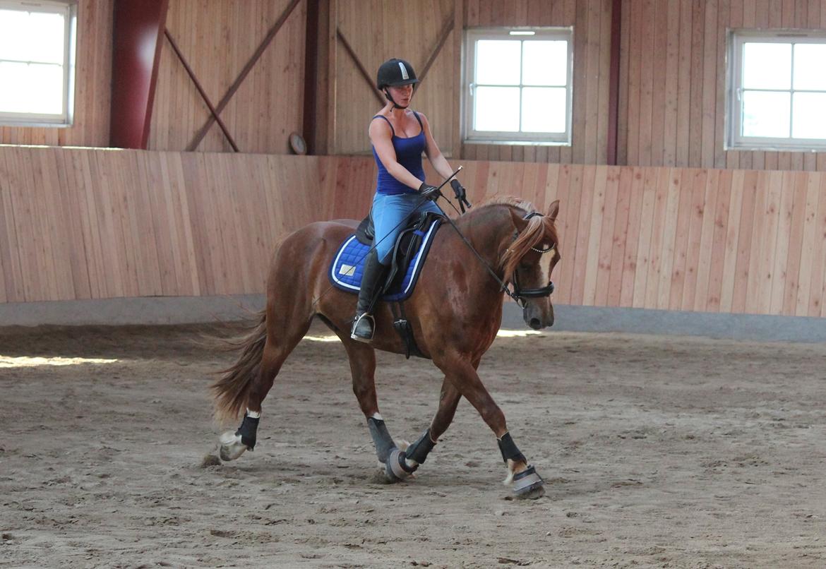 Welsh Cob (sec D) Valhallas Lord Matrafal billede 49