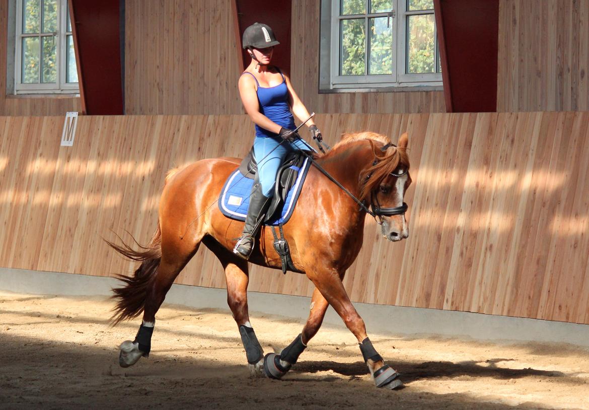 Welsh Cob (sec D) Valhallas Lord Matrafal billede 3